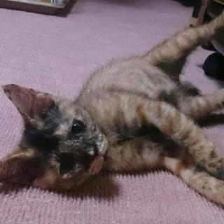 まんまるシマサビ☆ペコちゃん