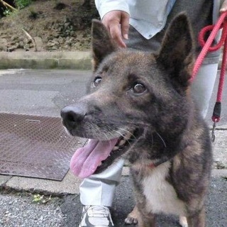 29日に殺処分予定になっています