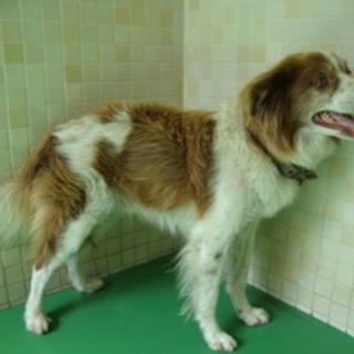 飼い主に返還になりました。有り難うございました。