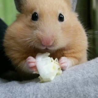 元気なキンクマちゃんたち♬*゜