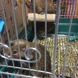 デグーオス3匹