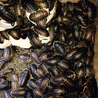 ありがとうございました