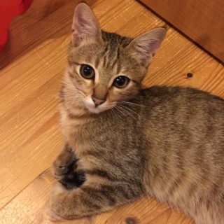 保健所からレスキューした仔猫ちゃん【一時募集停止】