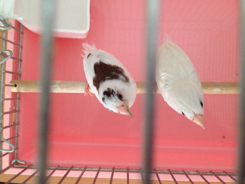 十姉妹 ジュウシマツ 千葉県 鳥の里親募集 ペットのおうち 月間利用者150万人