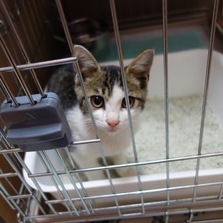 人慣れ抜群！！　甘えん坊のウッディくん　