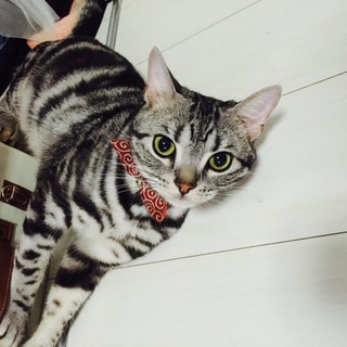 イケメンアメショ 