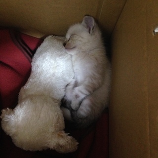 男の子 生後 二ヶ月前後