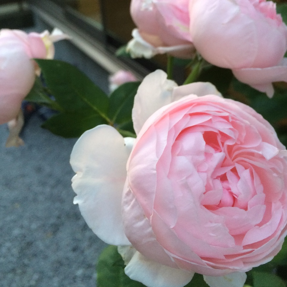 うめのカバー写真