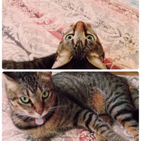 チビ