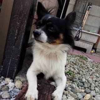 パピヨンMIX♂　迷子犬、里親さん募集中です！