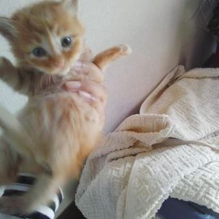 生後1ヶ月程度の好奇心旺盛な仔猫