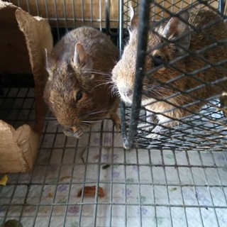 里親さん見つかりました。ありがとうございます。