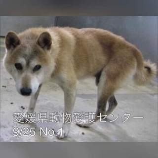 愛媛県動物愛護センターに保護されています！