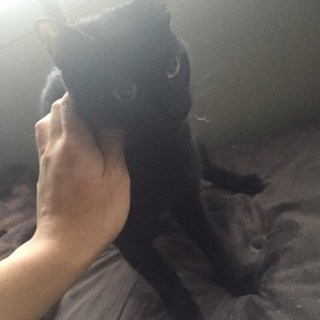 里親さん探しています。