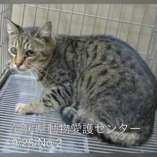 愛媛県動物愛護センターに保護されています！