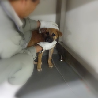 イケメンな仔犬、かにぞうくん！