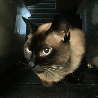 里親さん探しています。