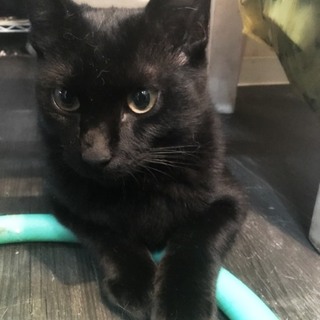 里親さん探しています。