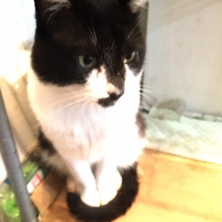 里親さん探しています。