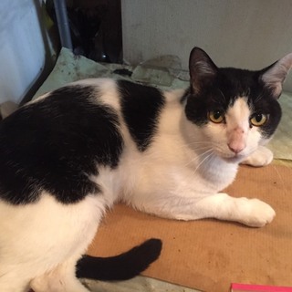 里親さん探しています。