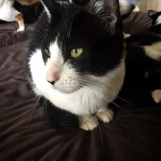 里親さん探しています。