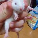 ラットちゃん(10月初半生予定)♂♀もいます！