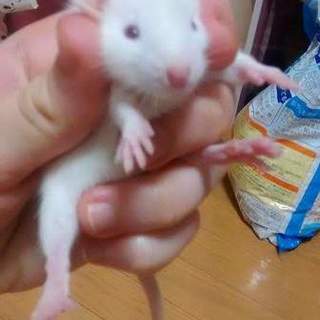 ラットちゃん(10月初半生予定)♂♀もいます！