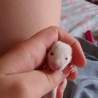 ラットちゃん(10月初半生予定)♂♀もいます！ サムネイル3