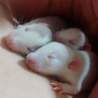 ラットちゃん(10月初半生予定)♂♀もいます！ サムネイル5