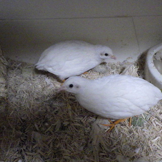 生後３か月の姫うずらの里親さん募集です。