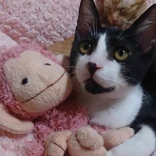 とっても甘えん坊☆ポコくん