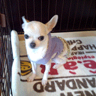 スムースチワワ　９か月