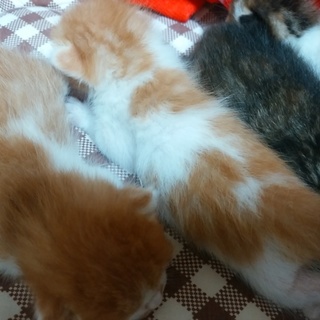 里親募集中です。