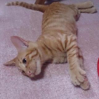 ごろごろ甘えん坊☆ドンくん