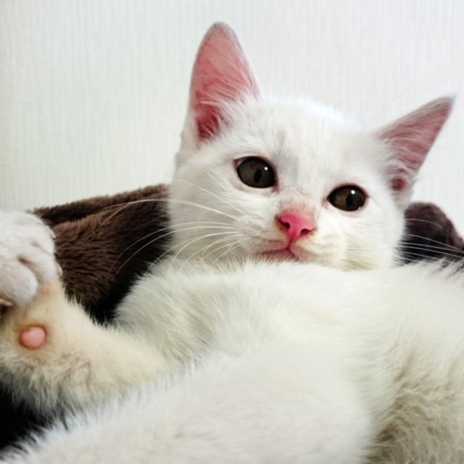 ちゃこっとのカバー写真