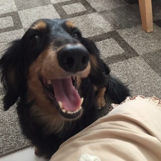 わしは、甘え上手な８歳の銀平じゃ！