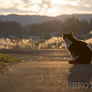 4年ぶりなの、また家猫になれるかな。（うた）