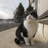 4年ぶりなの、また家猫になれるかな。（うた） サムネイル4