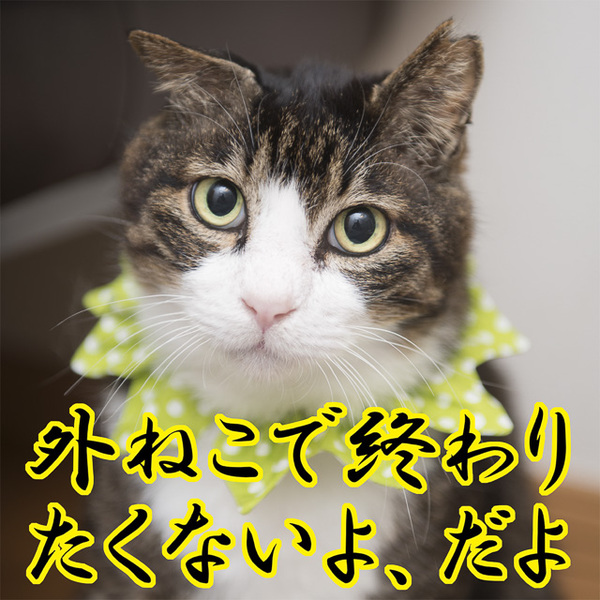 外ねこで終わりたくないよ、だよ サムネイル1