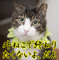 外ねこで終わりたくないよ、だよ