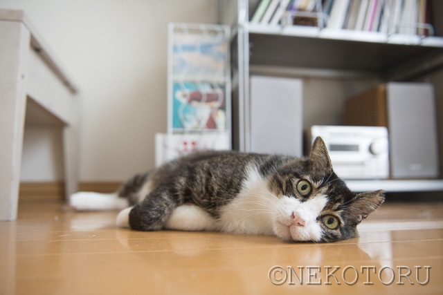 外ねこで終わりたくないよ、だよ サムネイル3