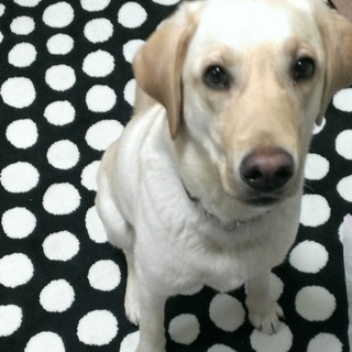 人と動物がとても好きな子です。