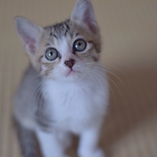 【三姉妹】くるみちゃん 愛情たっぷりのご家族募集！