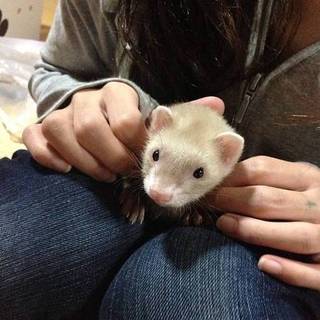 フェレット里親募集