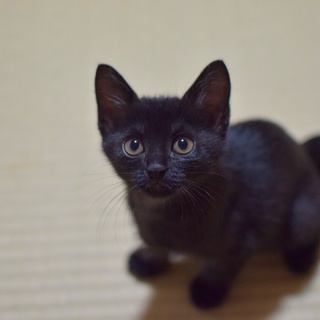 【三姉妹】はるちゃん 愛情たっぷりのご家族募集！