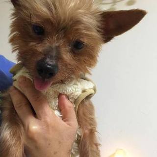 老け顔だけど甘えん坊。早く僕をみつけてね♂5歳～