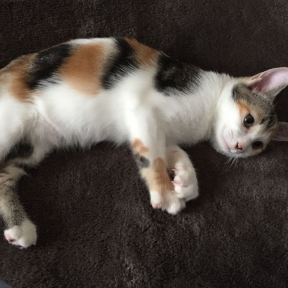 Mia ミーアのカバー写真