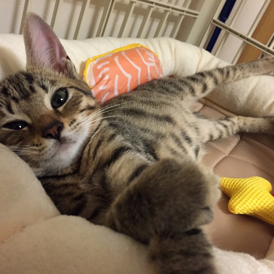 Luna ルナのカバー写真