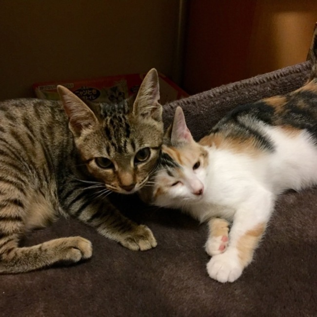 大阪のヨッシーのカバー写真