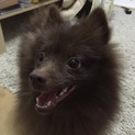 里親募集です。